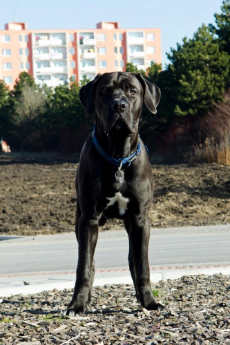 Bandog ke kryt�