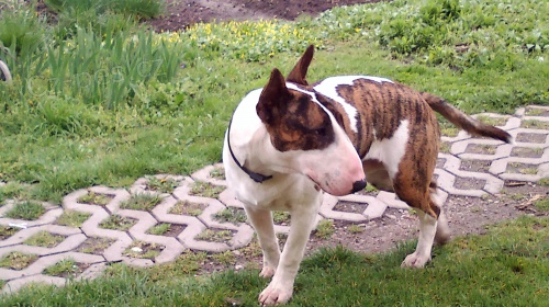 nab�z�m ke kryt� bul�ka s PP