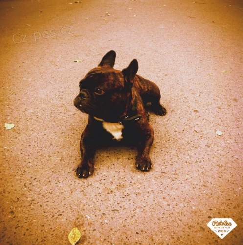 Francouzsk� buldo�ek ke kryt�