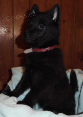 �t���tka �iperky s PP - posledn� fenka