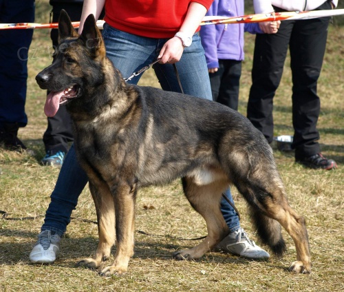 N�meck� ov��k - nab�dka kryt� 