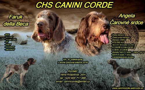 Italsk� spinone s PP