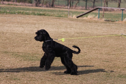 Velk� kn�ra� �ern� - �t�n� pes s PP