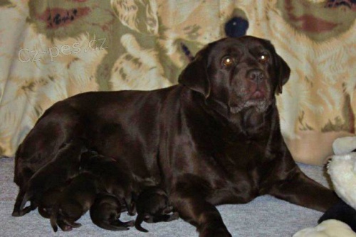 �okol�dov� labrador
