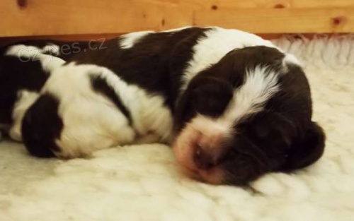 Anglick� �pringr�pan�l - �t���tka