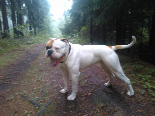 Nab�z�me Americk�ho Bulldoga ke kryt� 