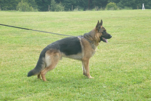 Prod�m psa n�meck�ho ov��ka