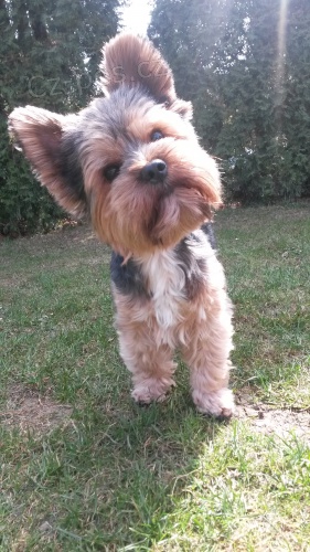 Yorkshire ke kryt�