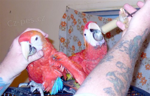 Testov�no Ara Papou�ci DNA. 