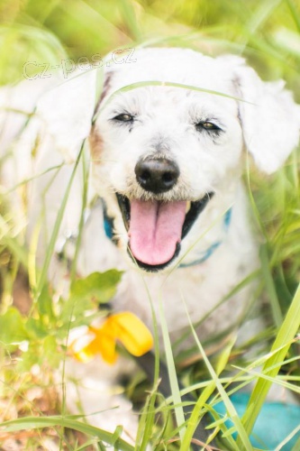 Bi�onek Ben - jako obl��ek