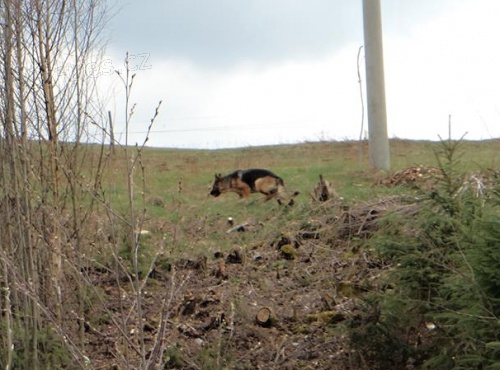 Neztratil se v�m n�meck� ov��k?