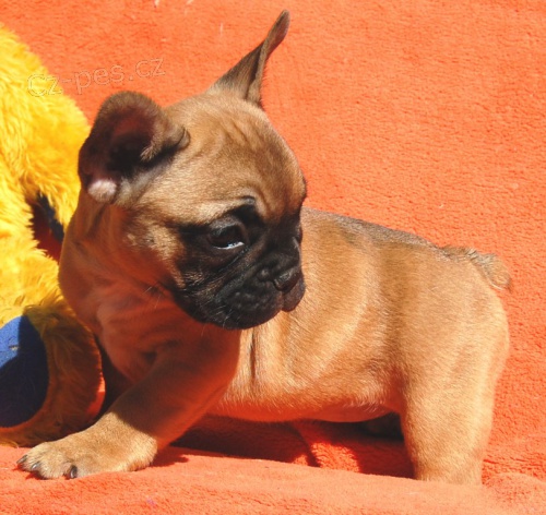 Francouzsk� buldo�ek