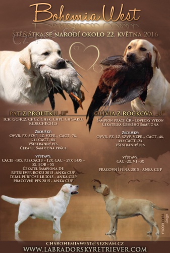 Labradorsk� retriever s PP