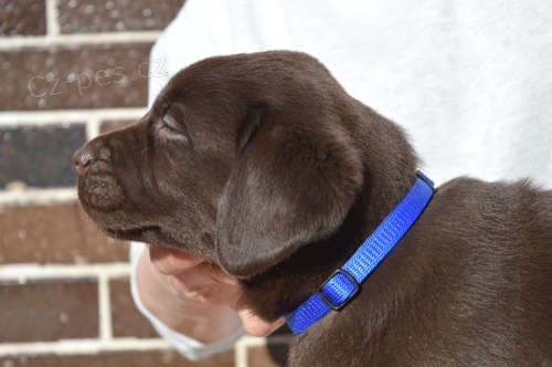 �okol�dov� labrador