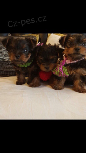 Jork��rsk� teri�r �ten�tka