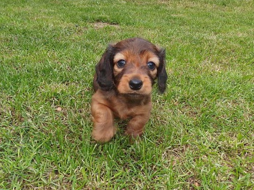 Jezev��k dlouhosrst� trpasli��/kr�li�� s PP