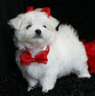 Malt�zsk� ps�k na prodej bez PP