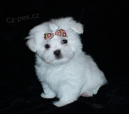 Malt�zsk� ps�k