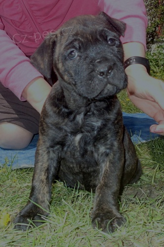 �t��ata Bandoga