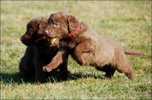 Chesapeake bay retr�vr