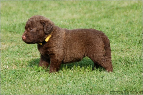 Labradorsk� retr�vr