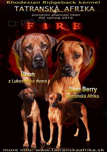 Rhod�sk� Ridgeback - �t���tka