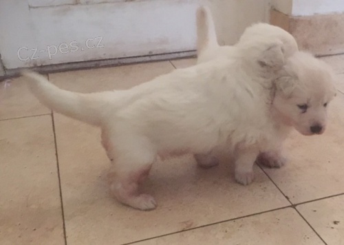 N�meck� ov��k na prodej bez PP