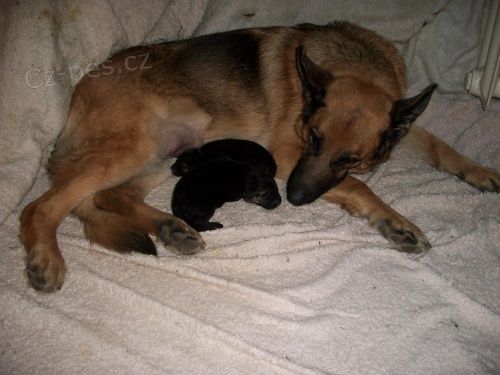 Prod�m �t��ata NO s PP