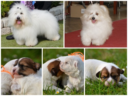 �t��ata Coton de Tul�ar s PP