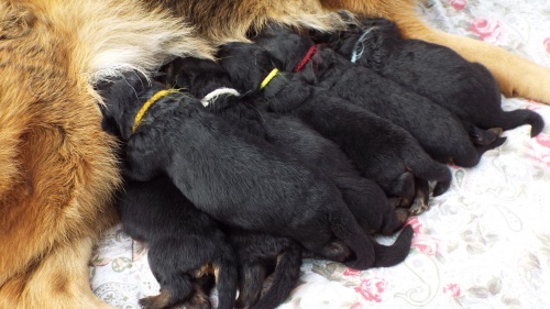 N�meck� ov��k,dlouhosrst�-�t���tka s PP