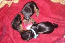 Jork��rsk� teri�r s PP - �t��ata, yorkshire terrier