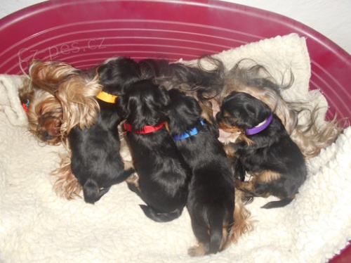 Yorkshirsk� terier - prod�m �t��ata