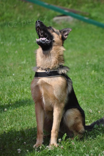 Nab�dka kryt� NO