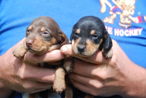 Hladkosrst� jezev��k pejsci