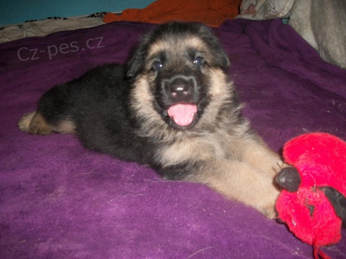 Prod�m �t�n� NO