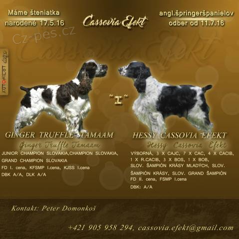 Pred�m �teniatka Anglick�ho �pringer �paniela