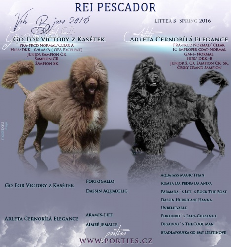 Portugalsk� vodn� pes -z�znamy na �t��ata