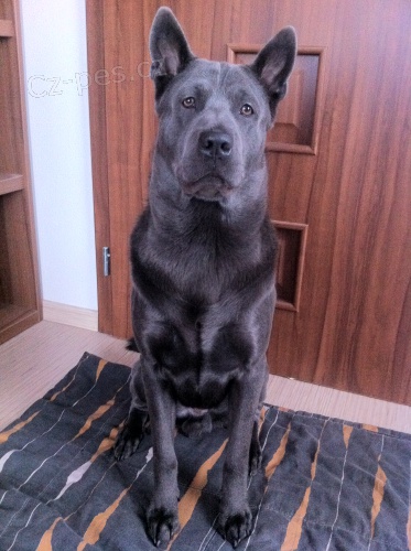 Thajsky ridgeback Atrey ke kryt�