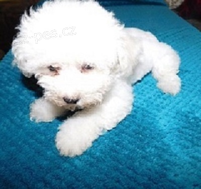 Bi�onek frise, �t�n� s PP kluk