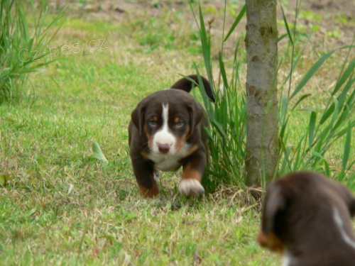 Appenzellsk� sala�nick� pes