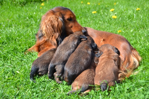 Prod�m �t��ata jezev��ka dlouhosrst�ho