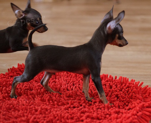 Pra�sk� krysa��k s PP