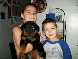 12 t�dn� Rotvajler �t��ata k adopci