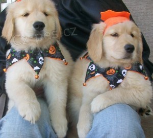 Rozko�n� Zlat� retr�vr �t��ata