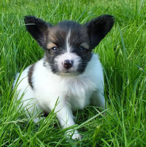 Nab�z�m �t�n� papillona s PP