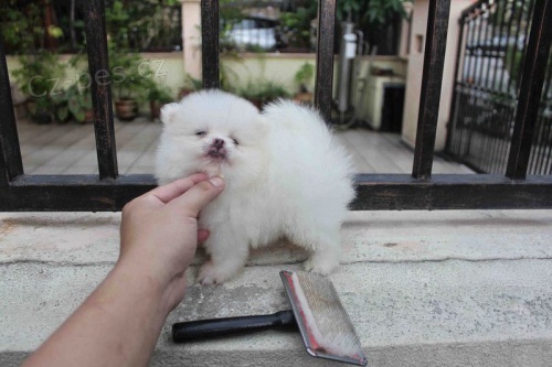 D�siv� T-Cup Pomeransk� �t��ata