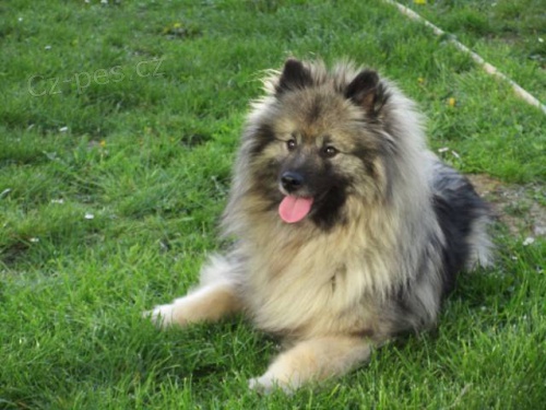 N�meck� �pic vl��