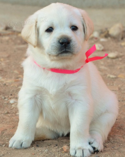 Labrador smetanov� �t���tka s PP