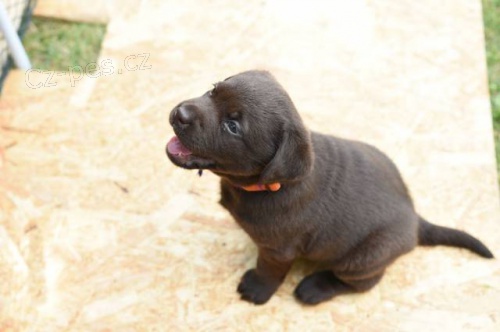 Labradorsk� retriver - �okol�dov�