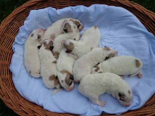 Pyrenejsk� horsk� pes